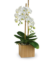 Teleflora's Opulent Orchids from Brennan's Florist and Fine Gifts in Jersey City